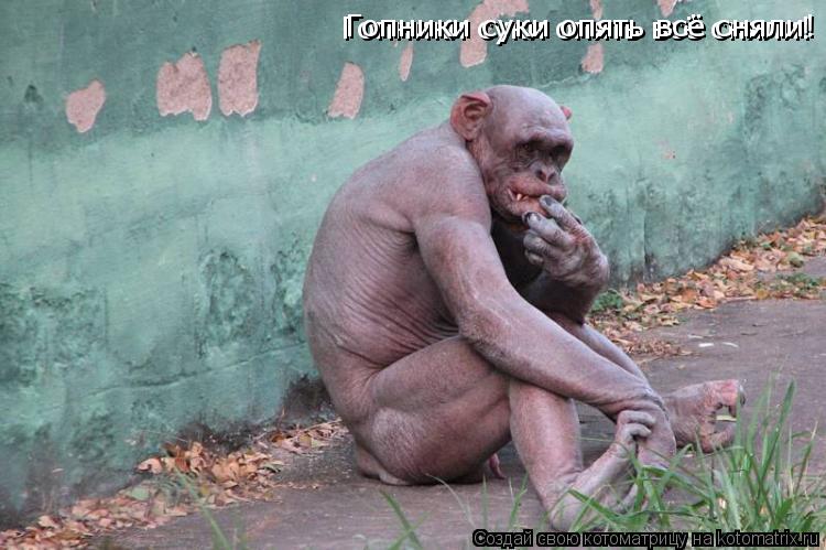 Гопники суки опять всё сняли! Гопники суки опять всё сняли!... Котоматрица: Гопники суки опять всё сняли! Гопники суки опять всё сняли!