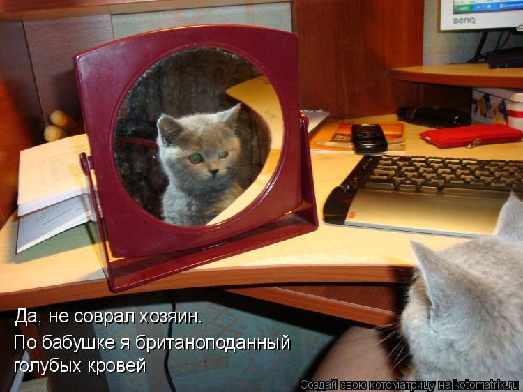 Котоматрица: Да, не соврал хозяин.  По бабушке я британоподанный голубых кровей