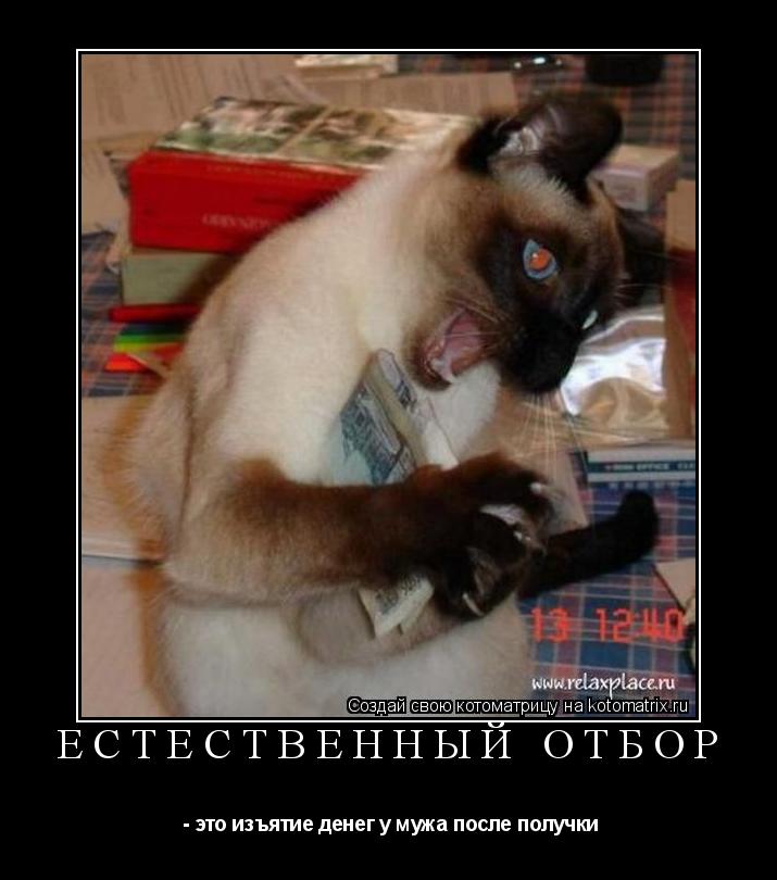 Естественный отбор - это изъятие денег у мужа после получки... Котоматрица: Естественный отбор - это изъятие денег у мужа после получки