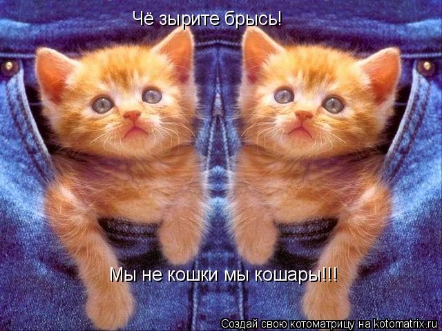 Чё зырите брысь! Мы не кошки мы кошары!!!... Котоматрица: Чё зырите брысь! Мы не кошки мы кошары!!!