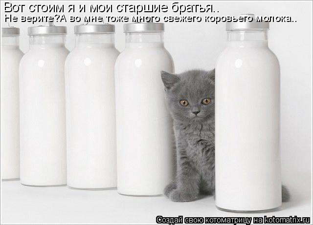 Котоматрица: Вот стоим я и мои старшие братья.. Не верите?А во мне тоже много свежего коровьего молока..