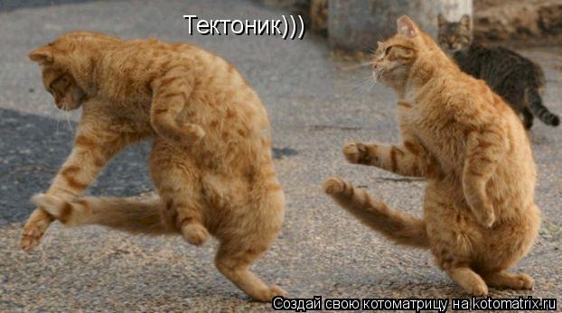 Котоматрица: Тектоник)))