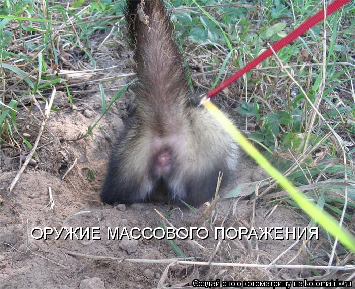 Котоматрица: ОРУЖИЕ МАССОВОГО ПОРАЖЕНИЯ
