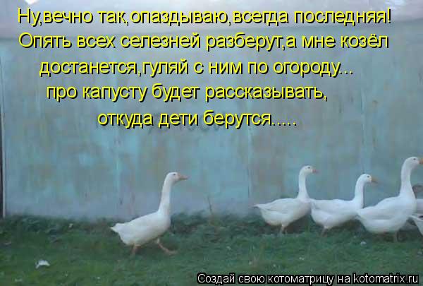 Ну,вечно так,опаздываю,всегда последняя! Опять всех селезней разберут,а мне козёл достанется,гуляй с... Котоматрица: Ну,вечно так,опаздываю,всегда последняя! Опять всех селезней разберут,а мне козёл достанется,гуляй с ним по огороду... про капусту будет рас