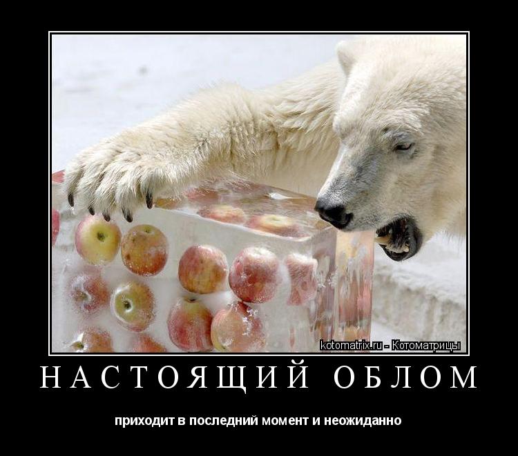 Котоматрица: Настоящий облом приходит в последний момент и неожиданно
