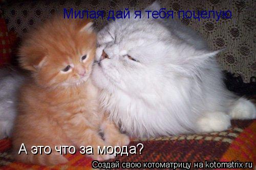Милая дай я тебя поцелую А это что за морда?... Котоматрица: Милая дай я тебя поцелую А это что за морда?