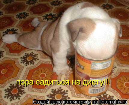 Котоматрица: пора садиться на диету!!!