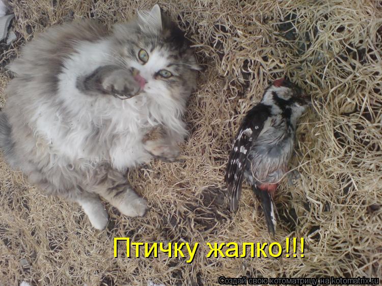 Птичку жалко!!!... Котоматрица: Птичку жалко!!!