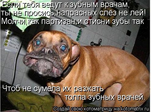 Если тебя ведут к зубным врачам, ты не просись,напрасных слёз не лей! Молчи,как партизан,и стисни зуб... Котоматрица: Если тебя ведут к зубным врачам, ты не просись,напрасных слёз не лей! Молчи,как партизан,и стисни зубы так Чтоб не сумела их разжать толпа зу