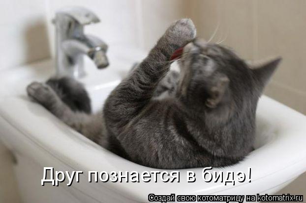 Котоматрица: Друг познается в бидэ!