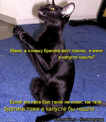Котоматрица: Мама, а почему братика аист принес, а меня  в капусте нашли? братика тоже в капусте бы нашли ... Еслиб его папа был такой же козел, как твой,