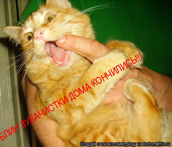 Котоматрица: БЛИН ЗУБАЧИСТКИ ДОМА КОНЧИЛИСЬ!!!