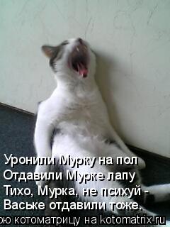 Котоматрица: Уронили Мурку на пол Отдавили Мурке лапу Тихо, Мурка, не психуй -  Ваське отдавили тоже.