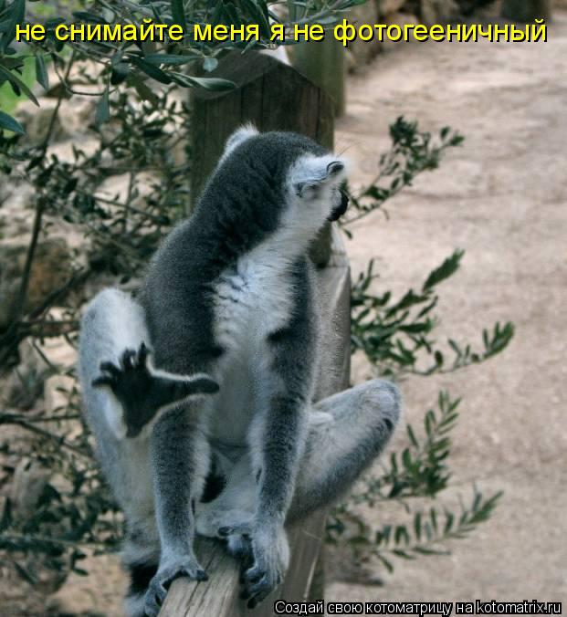 Котоматрица: не снимайте меня я не фотогееничный