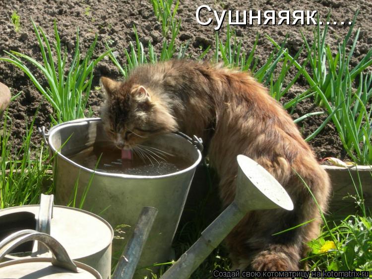 Котоматрица: Сушняяяк.....