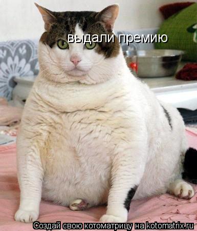 Котоматрица: выдали премию