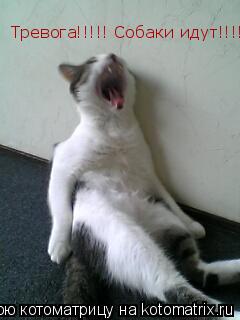Котоматрица: Тревога!!!!! Собаки идут!!!!