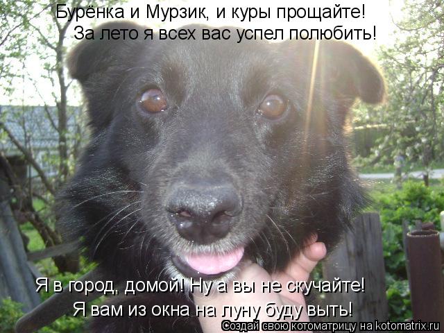 Я вам из окна на луну буду выть! Бурёнка и Мурзик, и куры прощайте! Я в город, домой! Ну а вы не скуч... Котоматрица: Я вам из окна на луну буду выть! Бурёнка и Мурзик, и куры прощайте! Я в город, домой! Ну а вы не скучайте! За лето я всех вас успел полюбить!