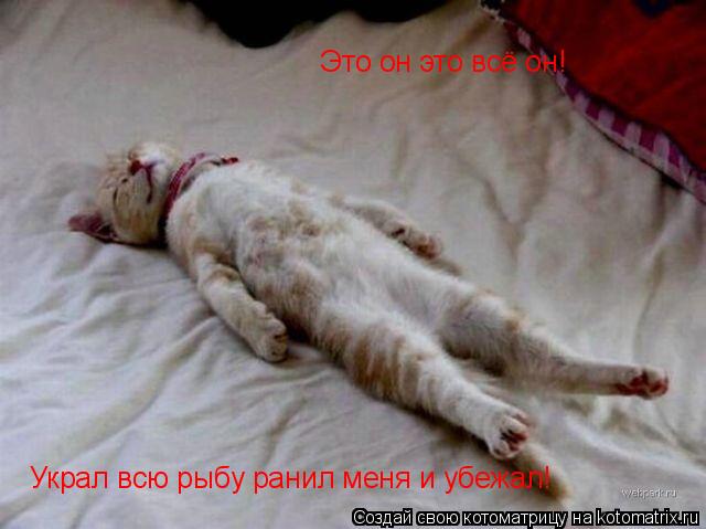 Котоматрица: Это он это всё он!  Украл всю рыбу ранил меня и убежал!