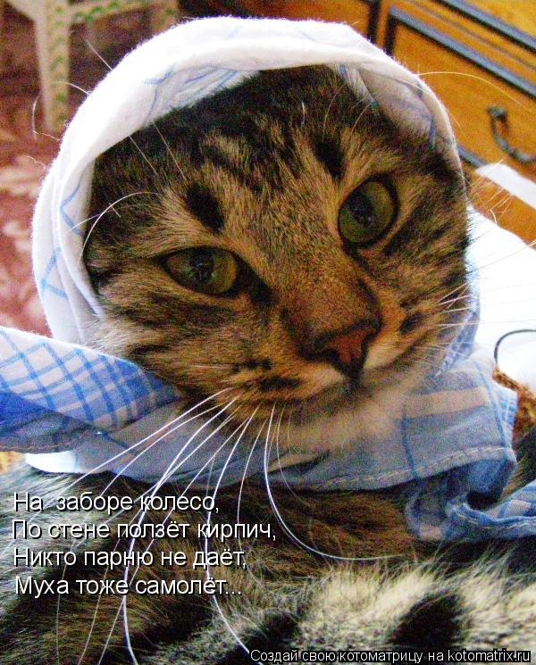 Котоматрица: На  заборе колесо, По стене ползёт кирпич, Никто парню не даёт, Муха тоже самолёт...