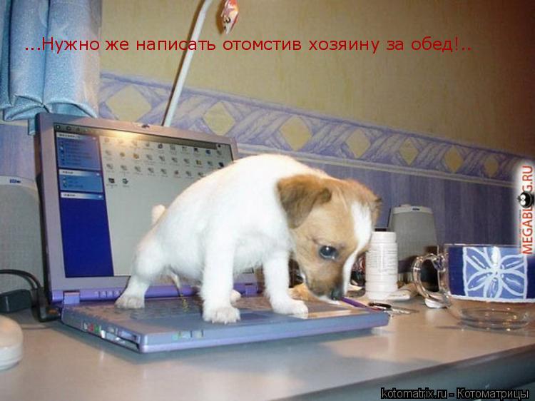 Котоматрица: ...Нужно же написать отомстив хозяину за обед!..