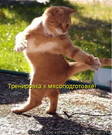 Котоматрица: Тренировка к мясоподготовке!
