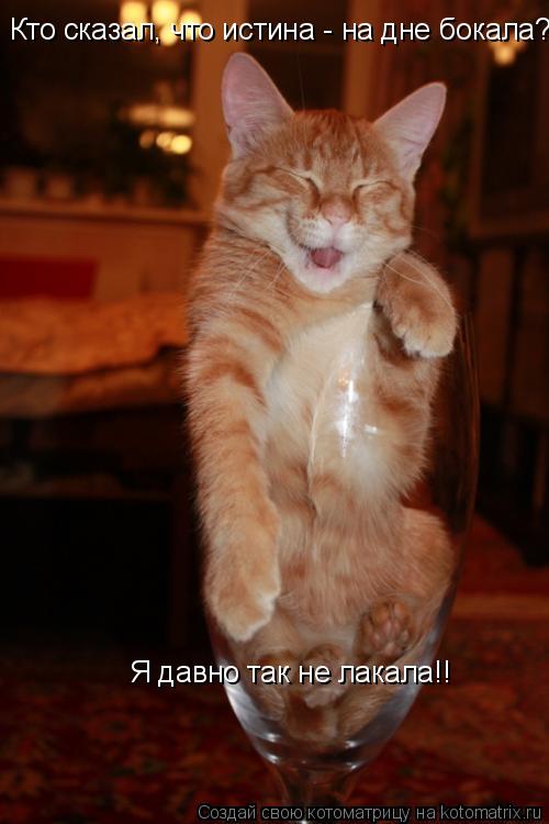 Котоматрица: Кто сказал, что истина - на дне бокала?!  Я давно так не лакала!!