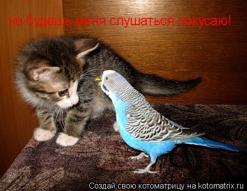 не будешь меня слушаться покусаю!... Котоматрица: не будешь меня слушаться покусаю!