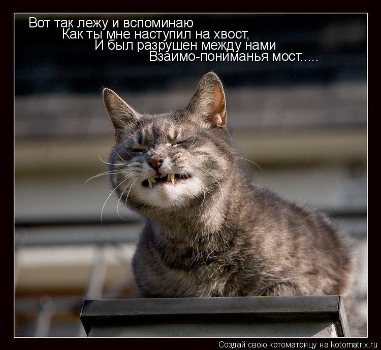 Вот так лежу и вспоминаю Как ты мне наступил на хвост, И был разрушен между нами Взаимо-пониманья мос... Котоматрица: Вот так лежу и вспоминаю Как ты мне наступил на хвост, И был разрушен между нами Взаимо-пониманья мост.....