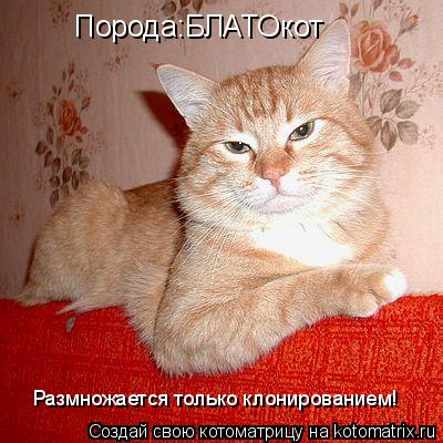 Котоматрица: Порода:БЛАТОкот Размножается только клонированием!