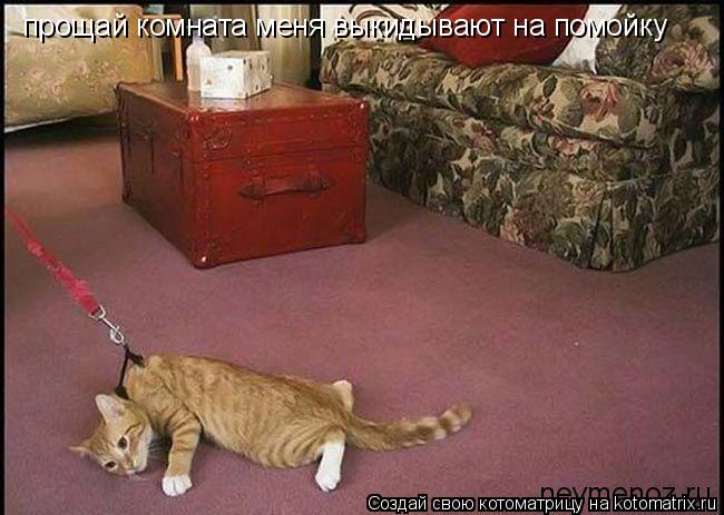 Котоматрица: прощай комната меня выкидывают на помойку