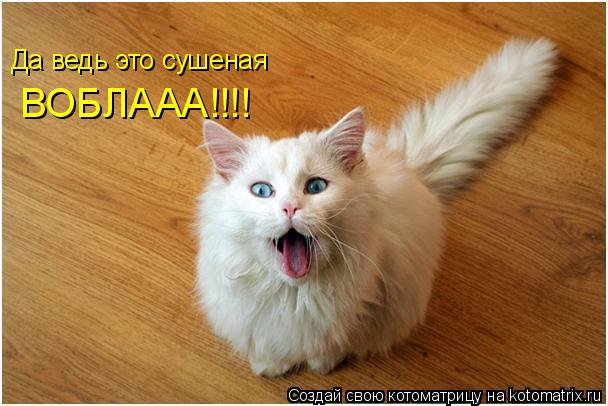 Котоматрица: ВОБЛААА!!!! Да ведь это сушеная