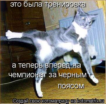 Котоматрица: это была тренировка а теперь вперед на чемпионат за черным поясом