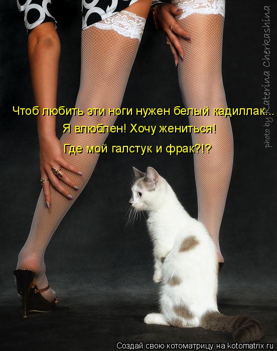 Чтоб любить эти ноги нужен белый кадиллак... Я влюблен! Хочу жениться! Где мой галстук и фрак?!?... Котоматрица: Чтоб любить эти ноги нужен белый кадиллак... Я влюблен! Хочу жениться! Где мой галстук и фрак?!?