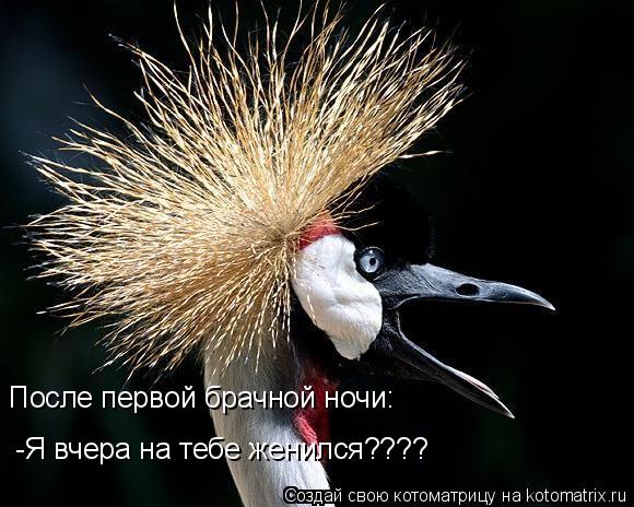 После первой брачной ночи: -Я вчера на тебе женился????... Котоматрица: После первой брачной ночи: -Я вчера на тебе женился????