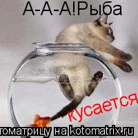 Котоматрица: А-А-А!Рыба  кусается!