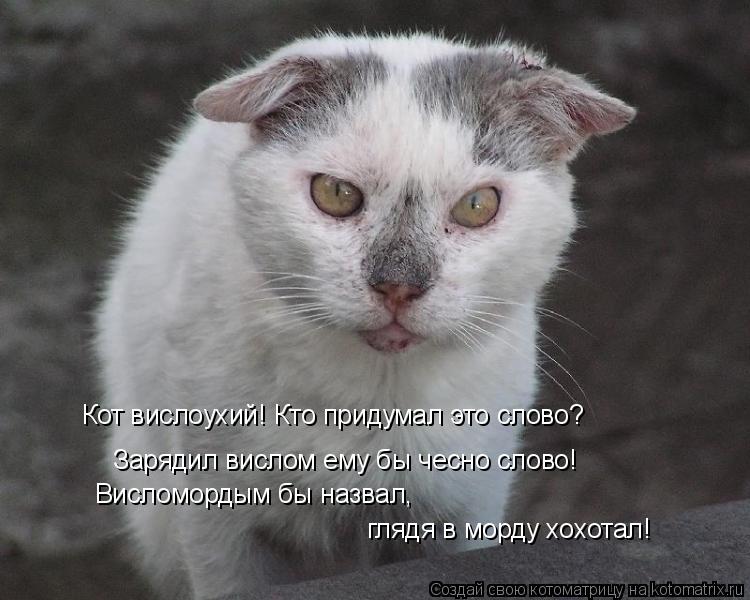 Котоматрица: Кот вислоухий! Кто придумал это слово? Зарядил вислом ему бы чесно слово!  Висломордым бы назвал, глядя в морду хохотал!
