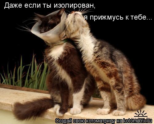 Котоматрица: я прижмусь к тебе... Даже если ты изолирован,