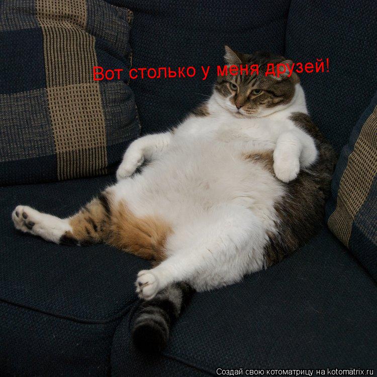 Котоматрица: Вот столько у меня друзей!