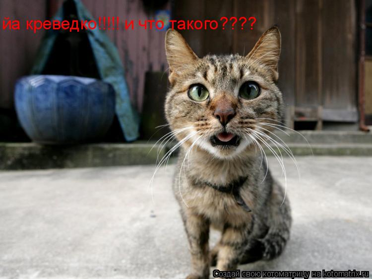 Котоматрица: йа креведко!!!!! и что такого????