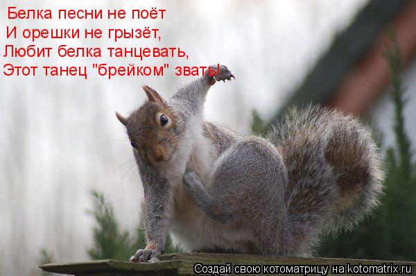 Котоматрица: Белка песни не поёт И орешки не грызёт, Любит белка танцевать, Этот танец "брейком" звать!