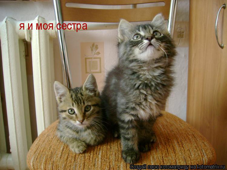 Котоматрица: я и моя сестра