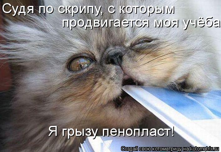 Судя по скрипу, с которым продвигается моя учёба Я грызу пенопласт!... Котоматрица: Судя по скрипу, с которым продвигается моя учёба Я грызу пенопласт!