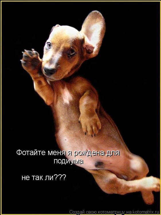 Котоматрица: Фотайте меня я  Фотайте меня я рождена для  подиума не так ли???
