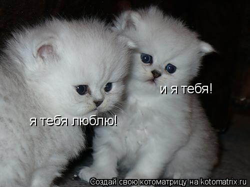 я тебя люблю! и я тебя!... Котоматрица: я тебя люблю! и я тебя!
