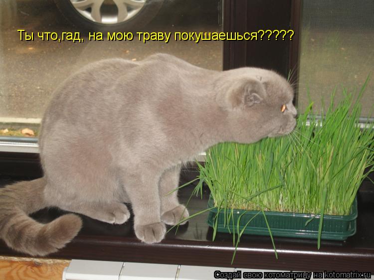 Ты что,гад, на мою траву покушаешься?????... Котоматрица: Ты что,гад, на мою траву покушаешься?????
