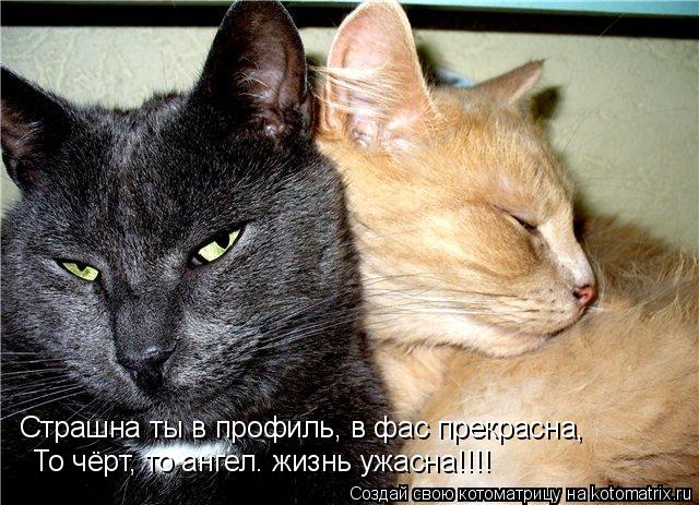 Котоматрица: Страшна ты в профиль, в фас прекрасна, То чёрт, то ангел. жизнь ужасна!!!!