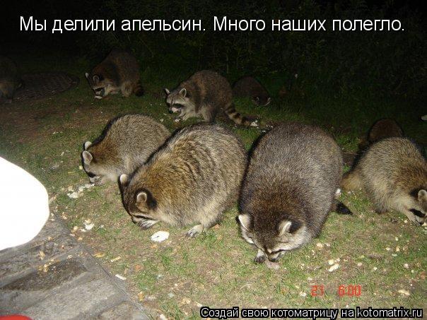 Котоматрица: Мы делили апельсин. Много наших полегло.