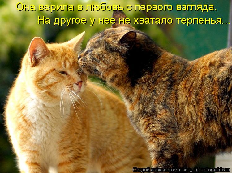 Котоматрица: Она верила в любовь с первого взгляда. На другое у нее не хватало терпенья...