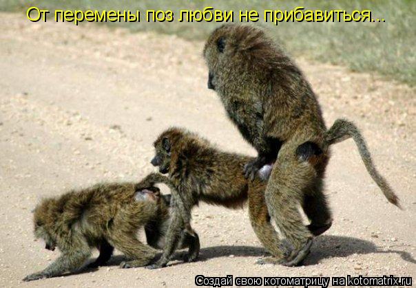 Котоматрица: От перемены поз любви не прибавиться...